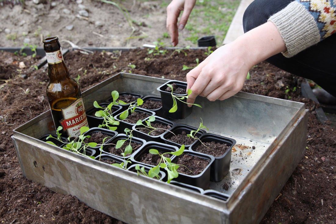 A small Woad plantation.
